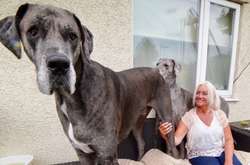 Огромный немецкий дог Фредди стал обладателем двух мировых рекордов (фото)