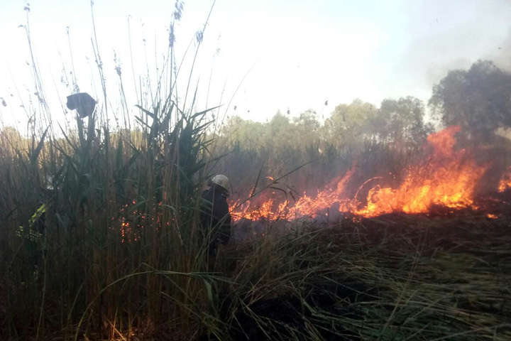 Навколо Києва знову спалахнули пожежі в екосистемі (фото)