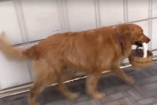 Чотирилапий помічник: в Еквадорі собака ходить до магазину і купує продукти (відео)