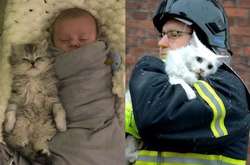 Фото забавных кошек, которые не оставят равнодушными даже собачников