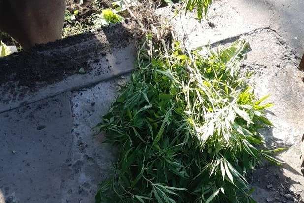 У мешканця Київщини поліція вилучила майже 200 кущів наркозілля (фото)