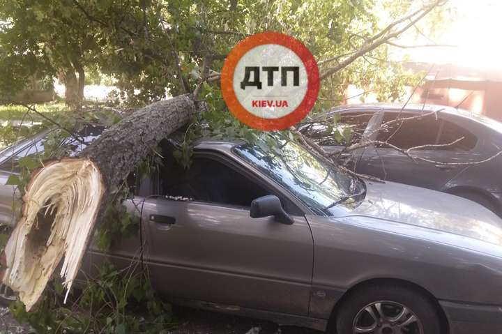 У Києві дерево розчавило дві автівки (фото)