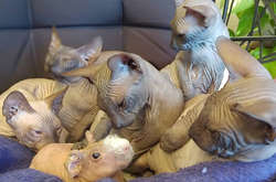 Происхождение — не главное. В Испании семья кошек приютила морскую свинку (фото)