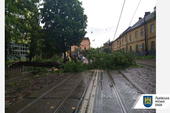У Львові вчорашній буревій повалив понад 150 дерев