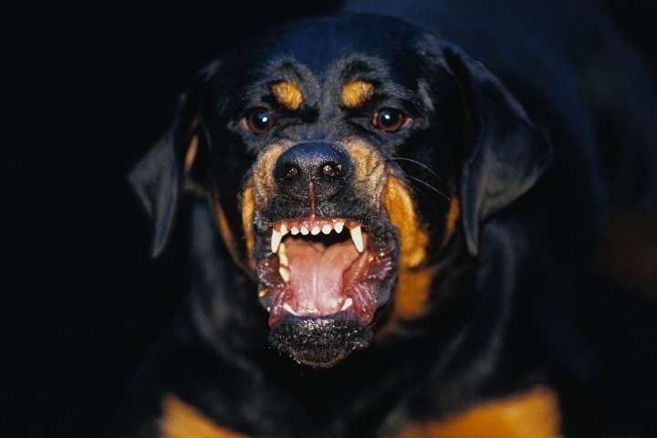 Собака як знаряддя злочину: під Києвом грабіжниця нацьковувала ротвейлера на своїх жертв