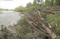  Черемош розмиває дамбу у селі Банилові 