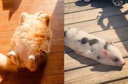 Фото очаровательных питомцев, наслаждающихся солнечными ваннами