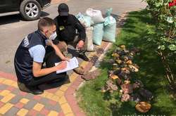  У Рівненській області місцеві мешканці організували скупку бурштину, який вивозили з країни поза митним контролем   