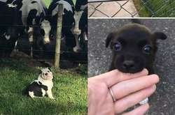 Фото уморительных собак, которые заставят вас хохотать в голос