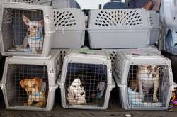 «МАУ» спростовує загибель десятків тварин під час рейсу до Торонто