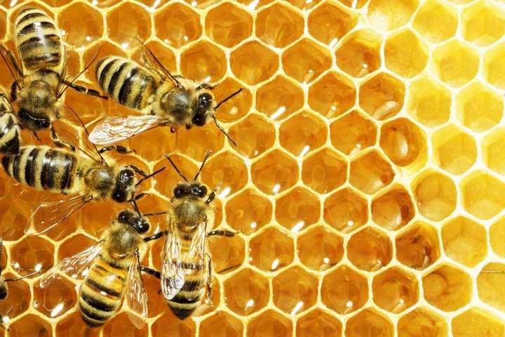 В Хорватии отравились 50 миллионов пчел