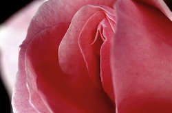 Открыть неизведанное: 10 невероятных фактов о клиторе