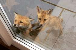 Фото милых лисиц, которые заряжают радостью на целый день