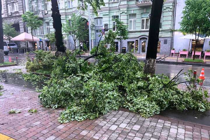 Буревій знову наробив шкоди у Києві, поваливши дерева (фото)