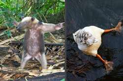 Уморительные снимки дикой природы, которые поднимут вам настроение