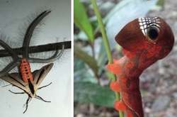 Фотодоказательства того, что фантастические твари существуют. И обитают они в Австралии