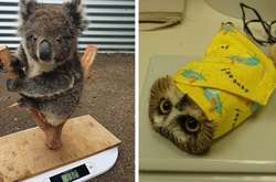 Работники зоопарка показали, на какие уловки приходится идти, чтобы взвесить животных