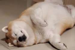 Сиба-ину была рождена с коллапсом трахеи — синдромом дыхательной недостаточности