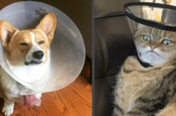 Фото животных, чья реакция на ветеринарный воротник просто великолепна