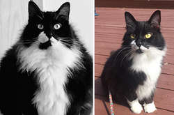 Впечатляющие трансформации толстых пушистых колобков в стройных котов (фото)