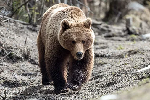 Ведмідь під час пандемії облюбував готель на російському курорті