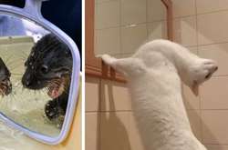 Что бывает, когда животные встречаются со своим отражением в зеркале: забавные фото