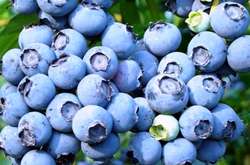 В Україні різко знизилися ціни на лохину