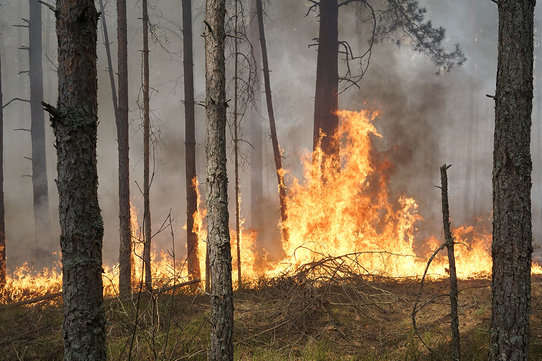 У Чорнобильській зоні вогонь охопив 3 га лісу