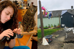 Как животные переживают за свои любимые игрушки (трогательные фото)