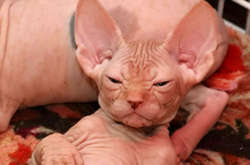 Фото забавных и нефотогеничных сфинксов, которые сделают ваш день