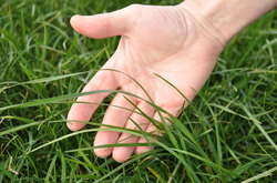 24 июня не рекомендуется рвать траву