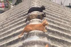 Животные показали пример правильного дистанцирования в период Covid-19