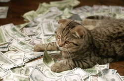 Кошку, которая умеет считать деньги, приглашают работать бухгалтером: забавное видео