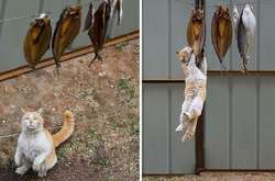 Фото уморительных котов-воришек, которых поймали с поличным