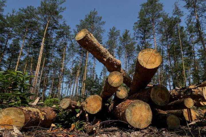Україна перевірить факти про незаконну вирубку дерев у Карпатах для IKEA