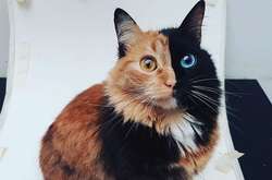 Двуликая кошка Химера с аномальным окрасом покорила интернет (фото)
