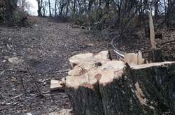 Паводки на Івано-Франківщині: працівникам лісництва оголошено підозру