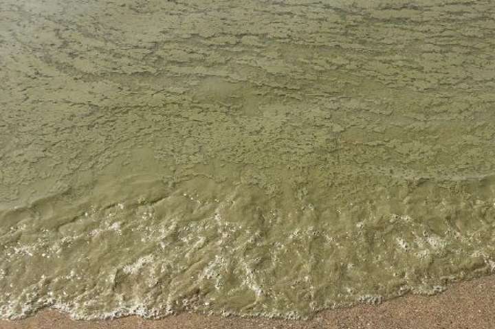 На пляжі в Одеській області позеленіла вода - На пляжі в Одеській області позеленіла вода: фото