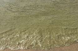 На пляжі в Одеській області позеленіла вода: фото
