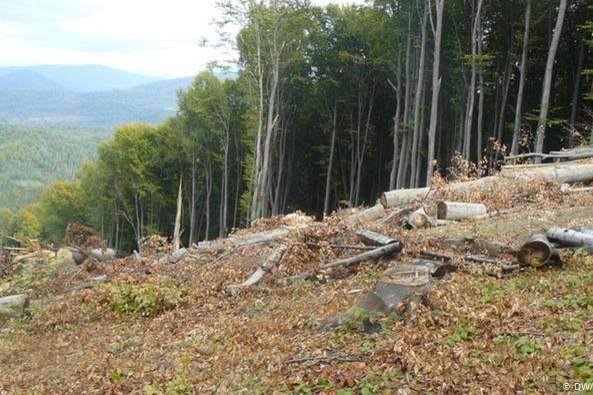 На Закарпатті посадовців лісгоспу звинуватили у вирубці більше 400 дерев породи бук