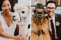 Ламы в шляпах и бабочках стали гостями на свадьбе вместо людей (фото)