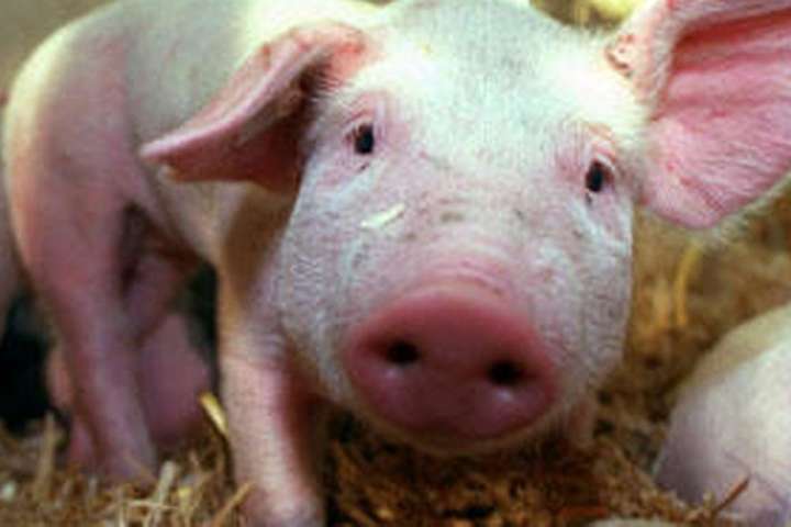 У Китаї виявили потенційно небезпечний для людей свинячий грип