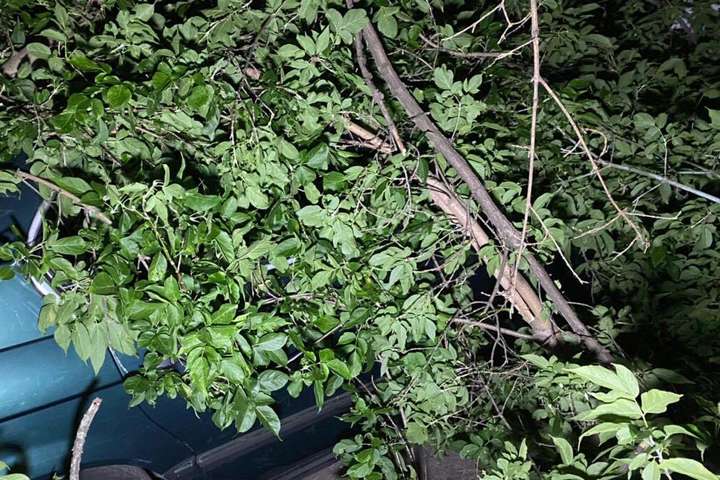 У Києві дерево впало на два автомобілі (фото)