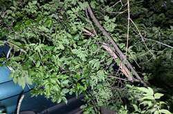 У Києві дерево впало на два автомобілі (фото)