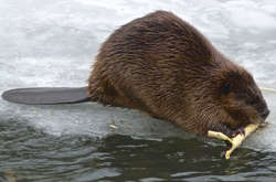  Таяние льдов Аляски создало для бобров комфортные условия