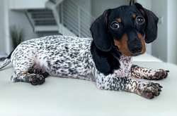 Такса по кличке Му