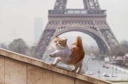 Фото котов, которых поймали в самый смешной момент их жизни