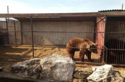 Міністерство юстиції «роздає» ведмедів та левів, конфіскованих у власників