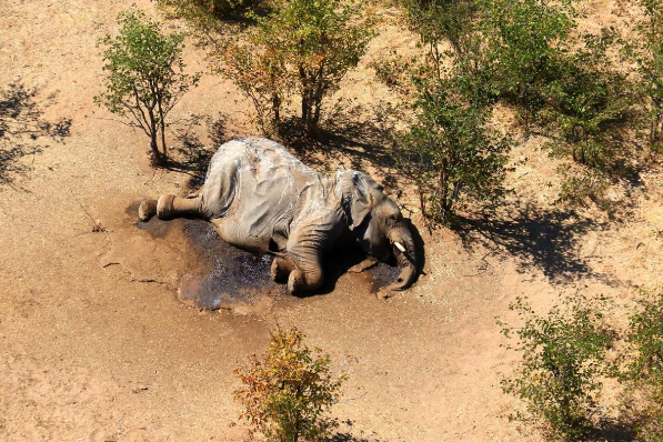 В Ботсване начали массово умирать слоны