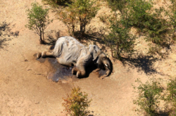 В Ботсване начали массово умирать слоны